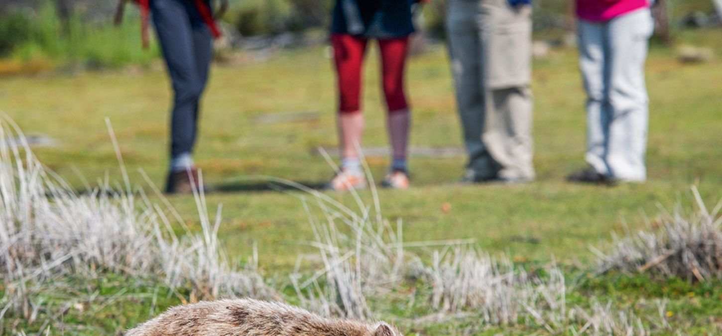 Guests looking at the animals at Wineglass Bay