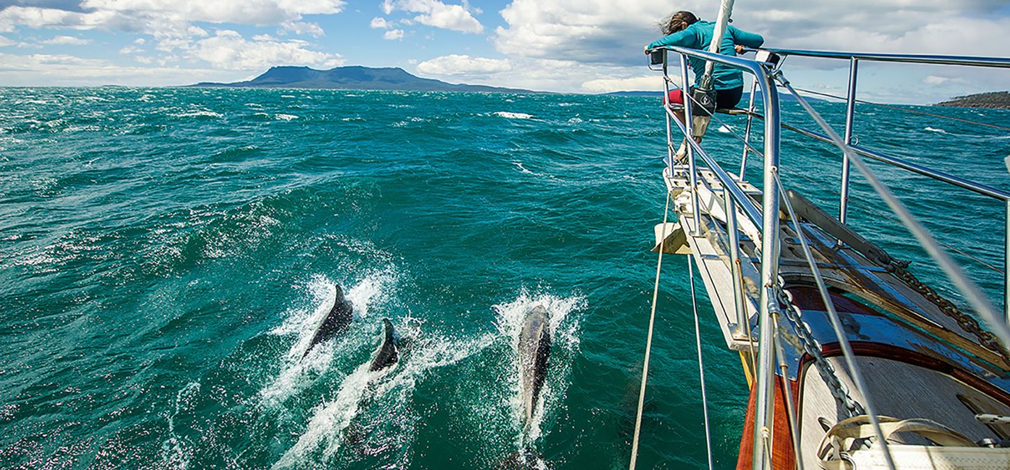 Dolphins and sailboat at wineglass Bay