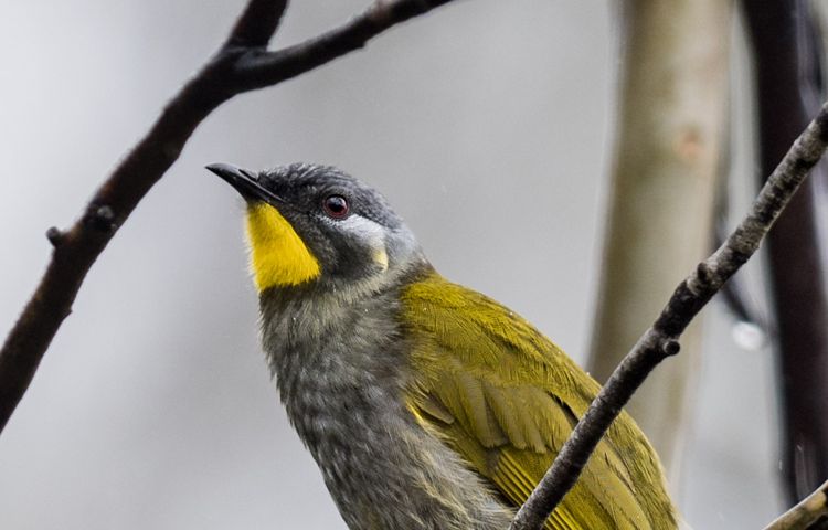 Yellow-throated Honeyeater - Dennis Braddy