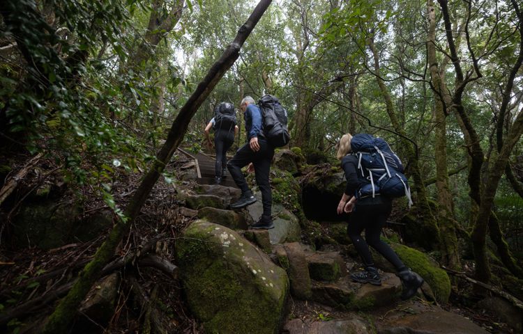 guests walking through nature on Three Capes Trail