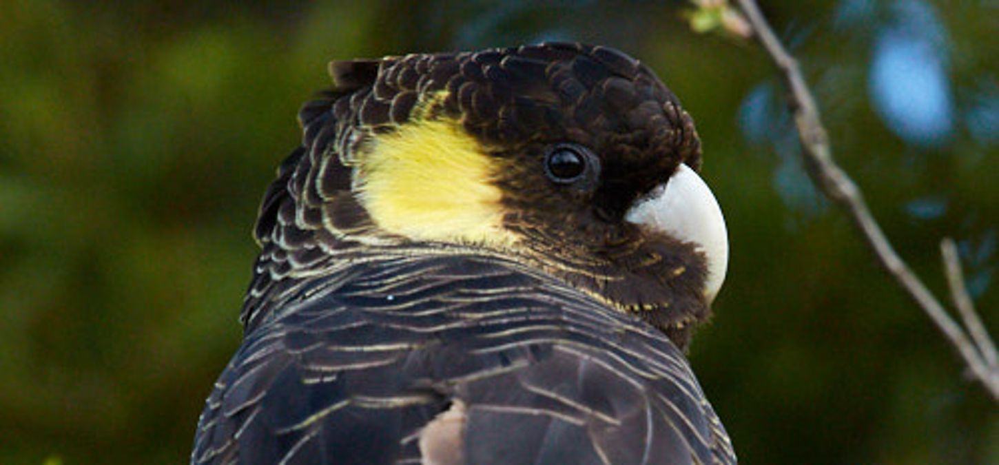 Yellow-tailed Black Cockatoo - Cindy Marple