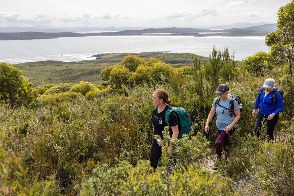 Guests walking through trees at Bruny Island