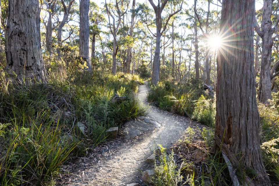 Bushwalking on Three Capes Track