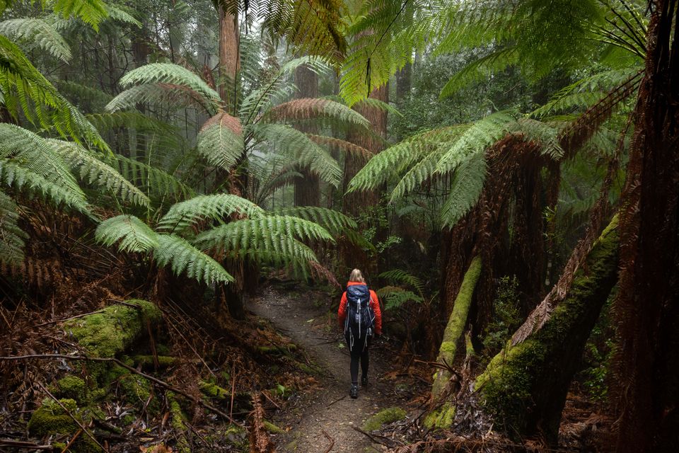 Guided bushwalking Tasmania