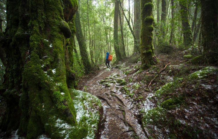 ancient forests