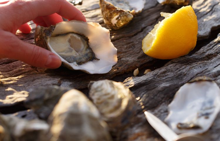 Bruny Island Heros fresh oysters