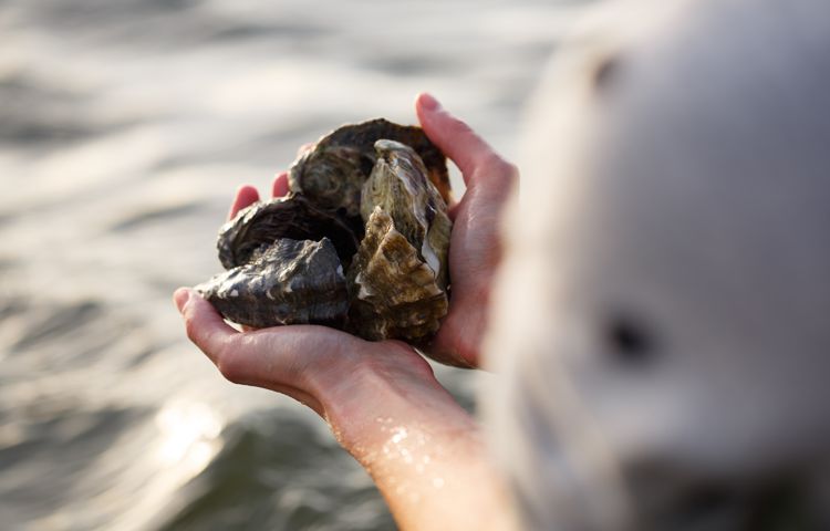 Bruny Island Heros oysters in hand