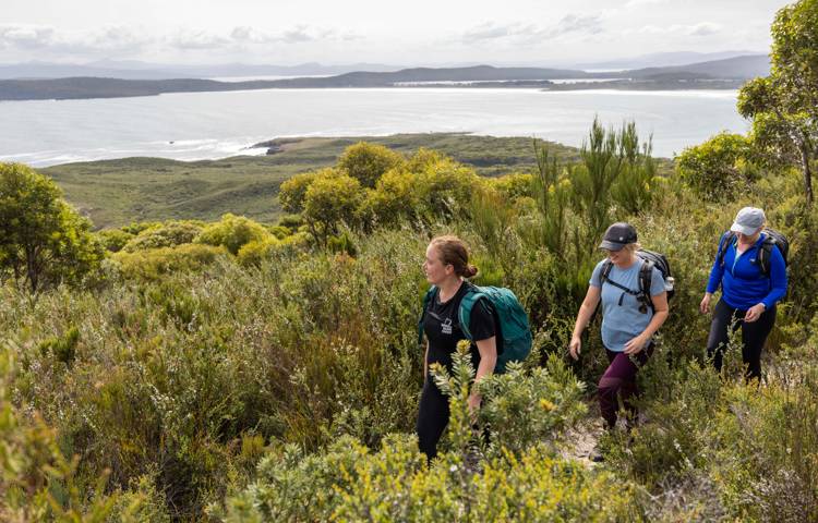 Walkers going through plants on Bruny Island trail