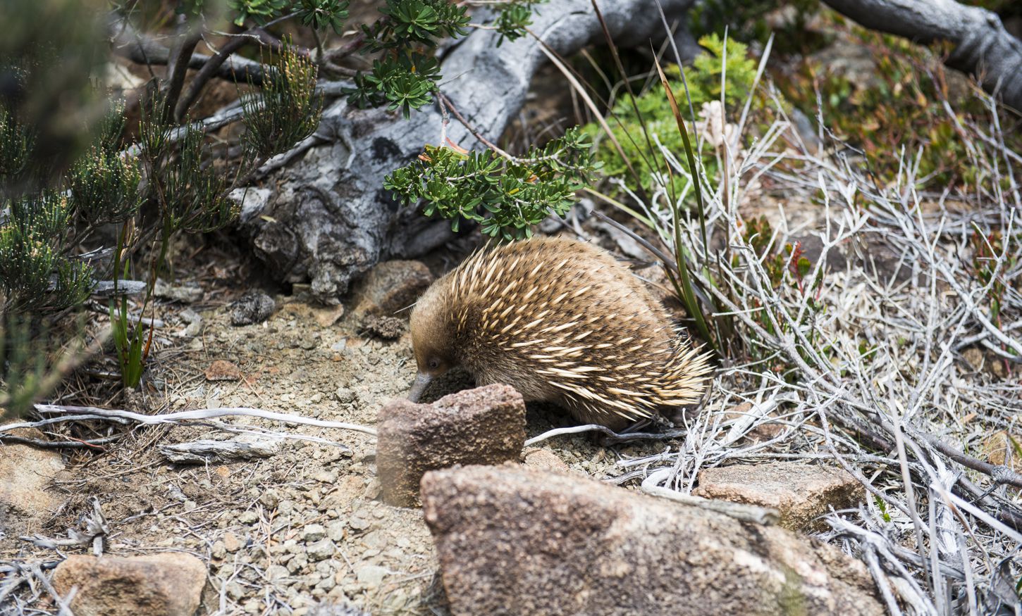 Three Capes echidna