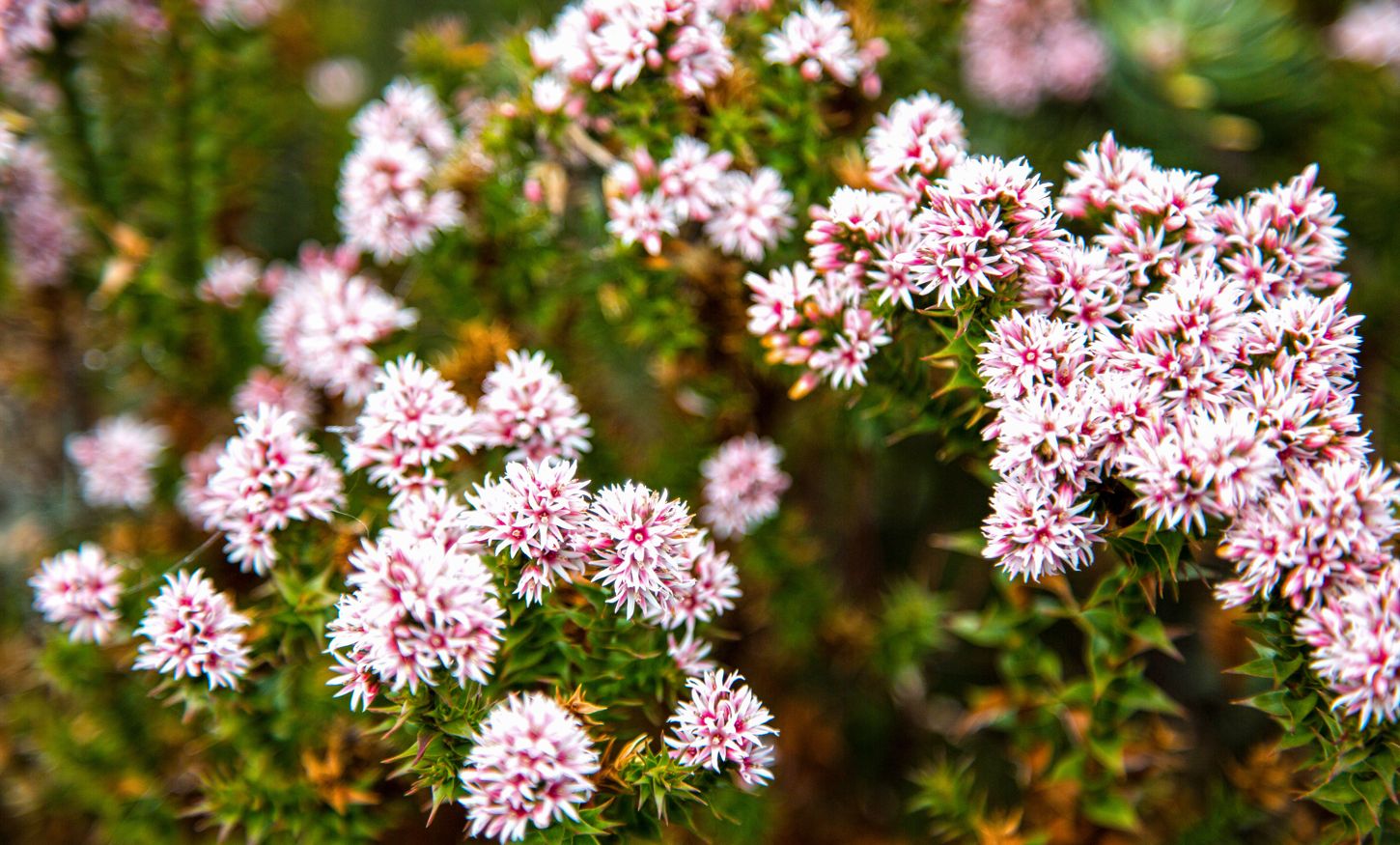 Three Capes white and pink flowers