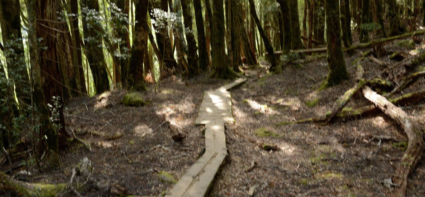 walking path through nature in Cradle mountain park