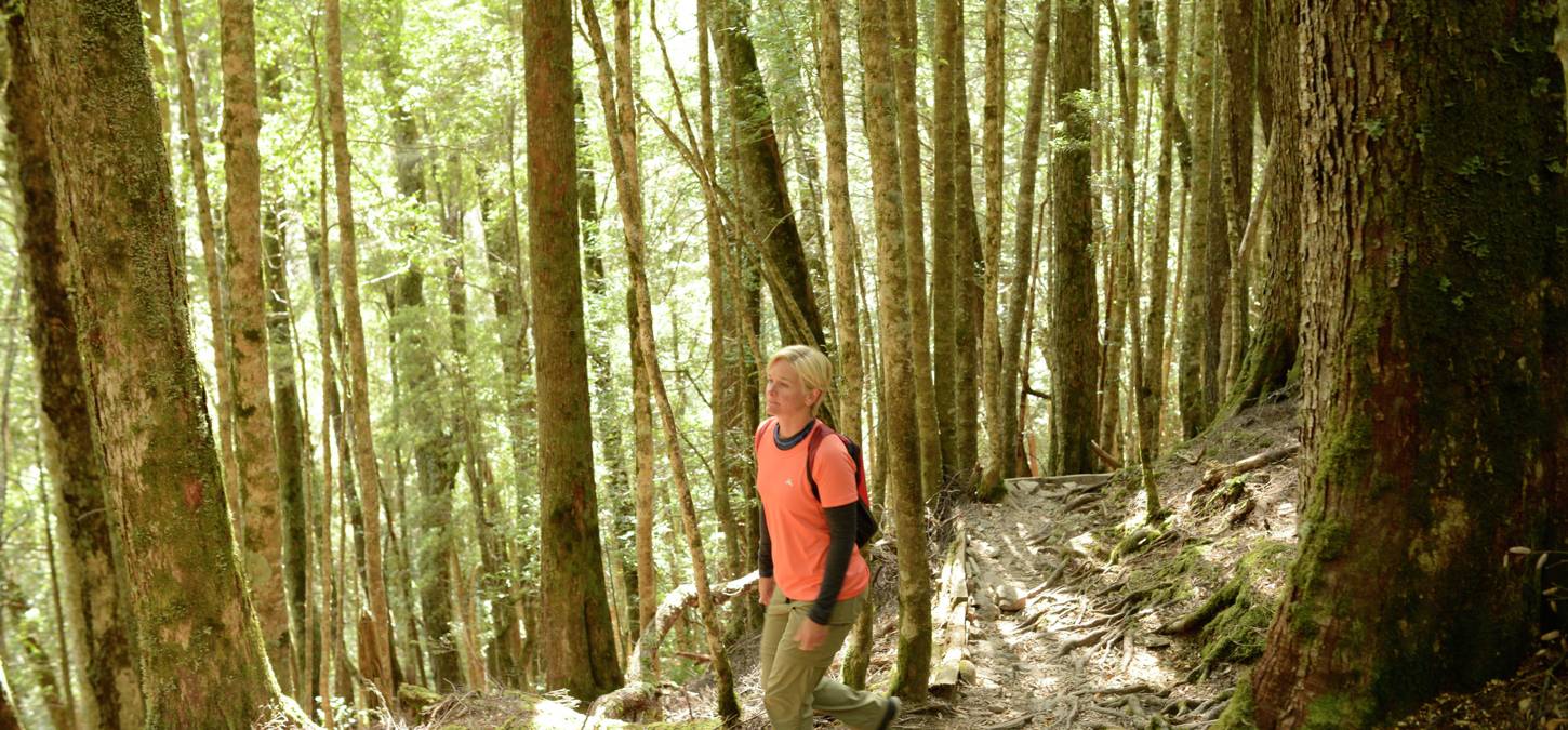 Walker walking through the trees