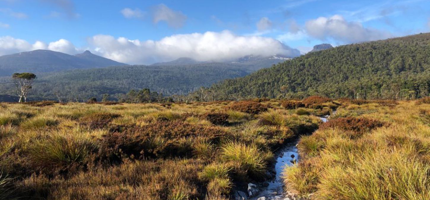 Cradle Mountain trail through the flora