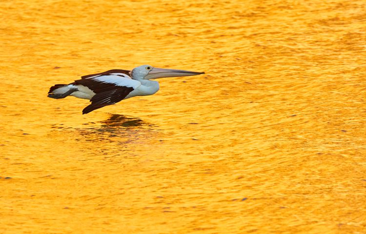 Australian Pelican by Cindy Marple