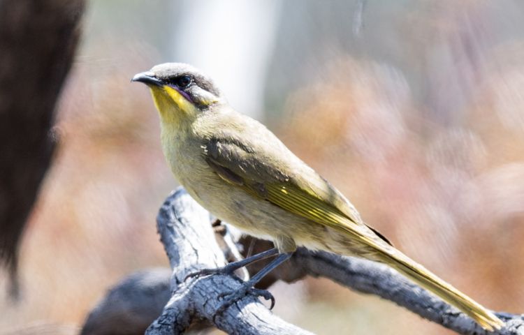 Purple-gaped Honeyeater by Dennis Braddy