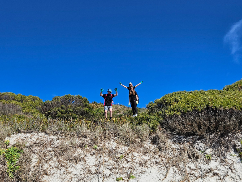 Scouring the dunes for sea spurge