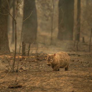 Bushfire Wombat
