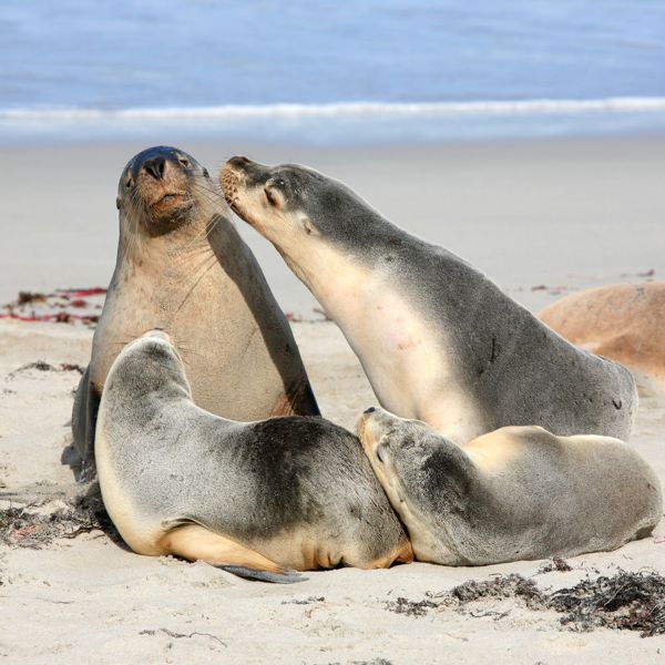 Seals Kangaroo Island Admirals Arch