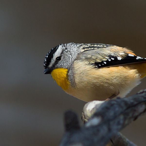 Spotted Pardalote Alfred Schulte 1